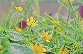 Fig buttercup (Ranuinculus ficaria) flowers