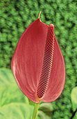 Anthurium (Anthurium x ferrierense syn. Anthurium x cultorum)