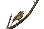 Robin (Erithacus rubecula) in song, Norfolk, spring Cut Out