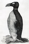 Only known illustration of a Great Auk (Pinguinus impennis) drawn from life, Ole Worm's pet received from the Faroe Islands. which was figured in his book Museum Wormianum. Date 1655