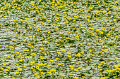 Nymphoides peltata