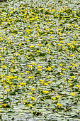 Nymphoides peltata