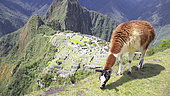 Lama and summit of Huayna Picchu overlooking the site of the ruins of the Inca city of Machu Picchu in the Andes, Peru.