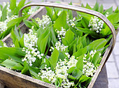 Lily of the Valley (Convallaria majalis) in a basket in spring, France