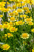Yellow camomile in bloom in a garden