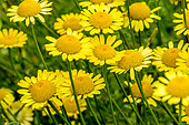 Yellow camomile in bloom in a garden