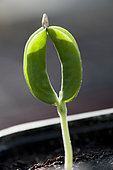 Seedling of Melon 'Vieille France' in pot