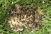 Honey bees (Apis mellifera) on a crushed pear