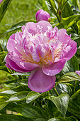 Peony 'Gay Paree' in bloom in a garden