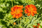 Cosmos sulphureus 'Diablo'