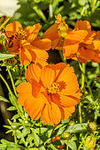Cosmos sulphureus 'Diablo'