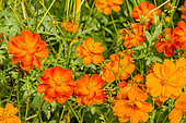 Cosmos sulphureus 'Diablo'