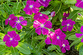 Vinca roseus 'Vitesse Raspberry'