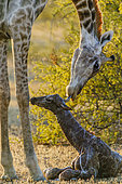 Giraffe (Giraffa camelopardalis) giving birth. Northern Tuli Game Reserve. Botswana.