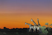 Giraffe (Giraffa camelopardalis). Madikwe Game Reserve. North West Province. South Africa