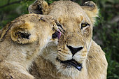 Lion (Panthera leo) cub grooming a lioness. MalaMala (Mala Mala) Game Reserve. Mpumlanga. South Africa