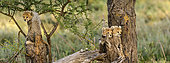 Cheetah (Acinonyx jubatus) cubs in tree. Ngorongoro Conservation Area (NCA). Tanzania