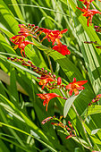 Crocosmia masoniorum 'Orangerot'