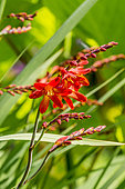 Crocosmia masoniorum 'Orangerot'