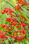 Crocosmia masoniorum 'Orangerot'