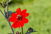 Dahlia 'Tally Ho' in bloom in a garden