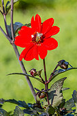 Dahlia 'Tally Ho' in bloom in a garden