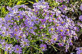 Aster ericoides 'Pink Star'