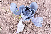 Red cabbage in a kitchen garden, summer, Moselle, France