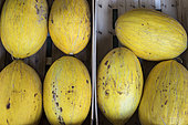 Canary melon