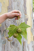 Fruits of a plane tree in the hand of a little girl, France, Provence, summer
