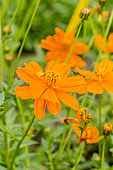 Cosmos sulphureus 'Carioca'