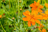 Cosmos sulphureus 'Carioca'