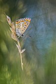 Brown Argus (Aricia agestis) Female on ear of a grass in a pasture biological in evening of August in the bourbonnais grove. Auvergne, France