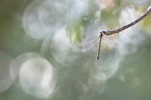 Green emerald damselfly (Lestes viridis) female on a twig near a pond in the bourbonnais bocage, Auvergne, France