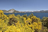 Nahuel Huapi Lake, Broom (Cytisus scoparius) invasive alien plant, Nahuel Huapi National Park, Province of Rio Negro, Argentina