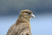 Portrait of Chimango Caracara (Milvago Chimango), San Carlos de Bariloche, Río Negro Province, Argentina