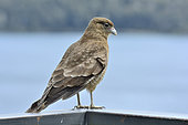 Chimango Caracara (Milvago Chimango), San Carlos de Bariloche, Río Negro Province, Argentina