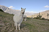 Alpaca (Vicugna pacos), La Granja del Colca Lodge, Colca Canyon, Arequipa Region, Peru