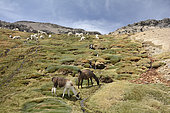 Herd of Alpacas (Vicugna pacos) in the Reserva Nacional Salinas and Aguada Blancas, Arequipa Region, Peru