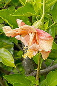 Hibiscus 'Orange' in bloom in a garden