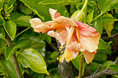 Hibiscus 'Orange' in bloom in a garden
