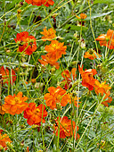 Cosmos sulphureus 'Diablo'
