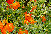 Cosmos sulphureus 'Diablo'