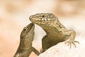 A couple of Balearic Lizard in Sa Dragonera island, Balearic Islands