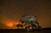 Holm Oak (Quercus ilex) at night under stars. Huesca, Spain