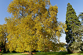 Platanus orientalis, Sequoiadendron giganteum,  Ecole du Breuil, Bois de Vincennes, Paris, France