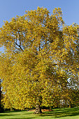 Platanus orientalis