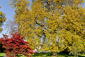 Platanus orientalis, Acer palmatum atropurpureum, Ecole du Breuil, Bois de Vincennes, Paris, France