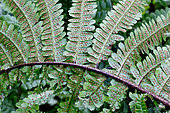 Cyrtomium fortunei var. clivicola