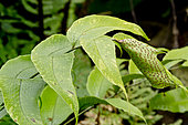Cyrtomium caryotideum